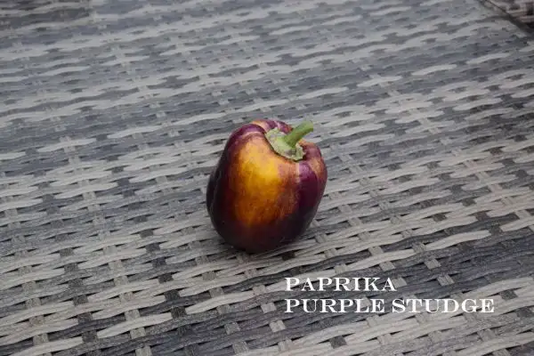 Chili / Paprika: Purple Studge