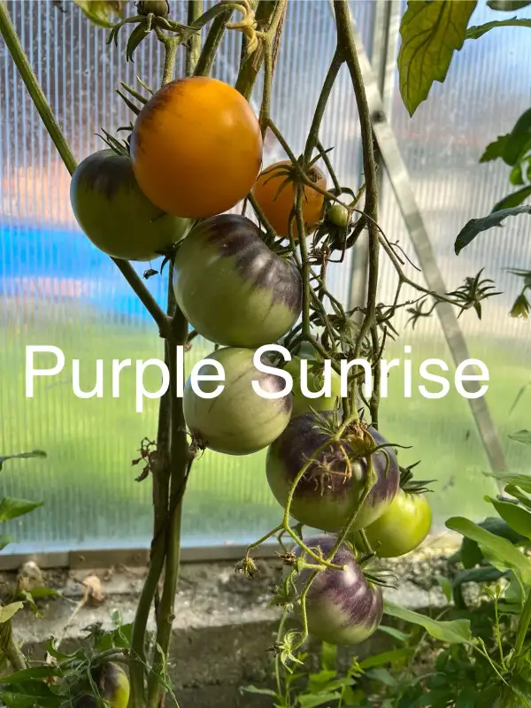 Tomaten: Purple Sunrise