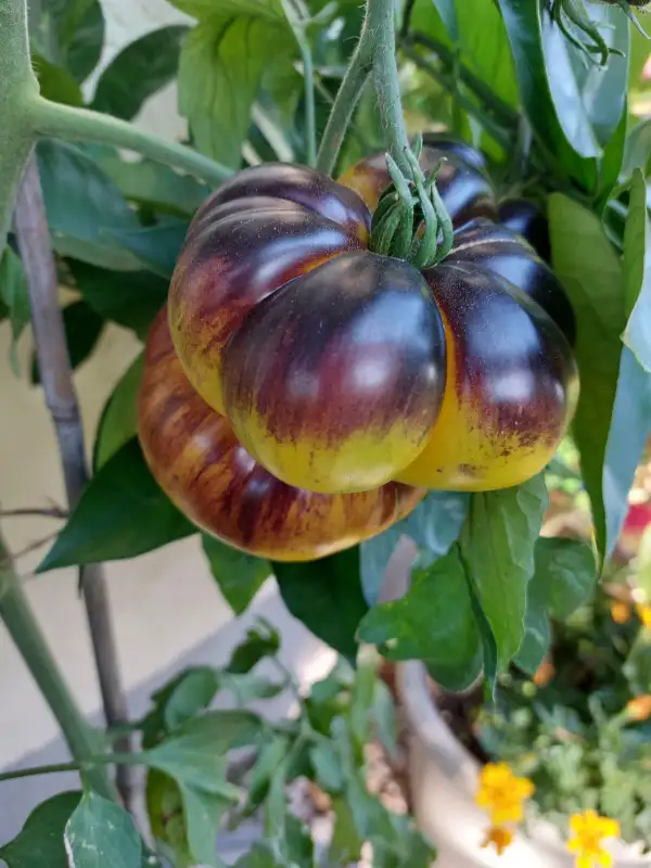 Tomaten: Purple Sunrise