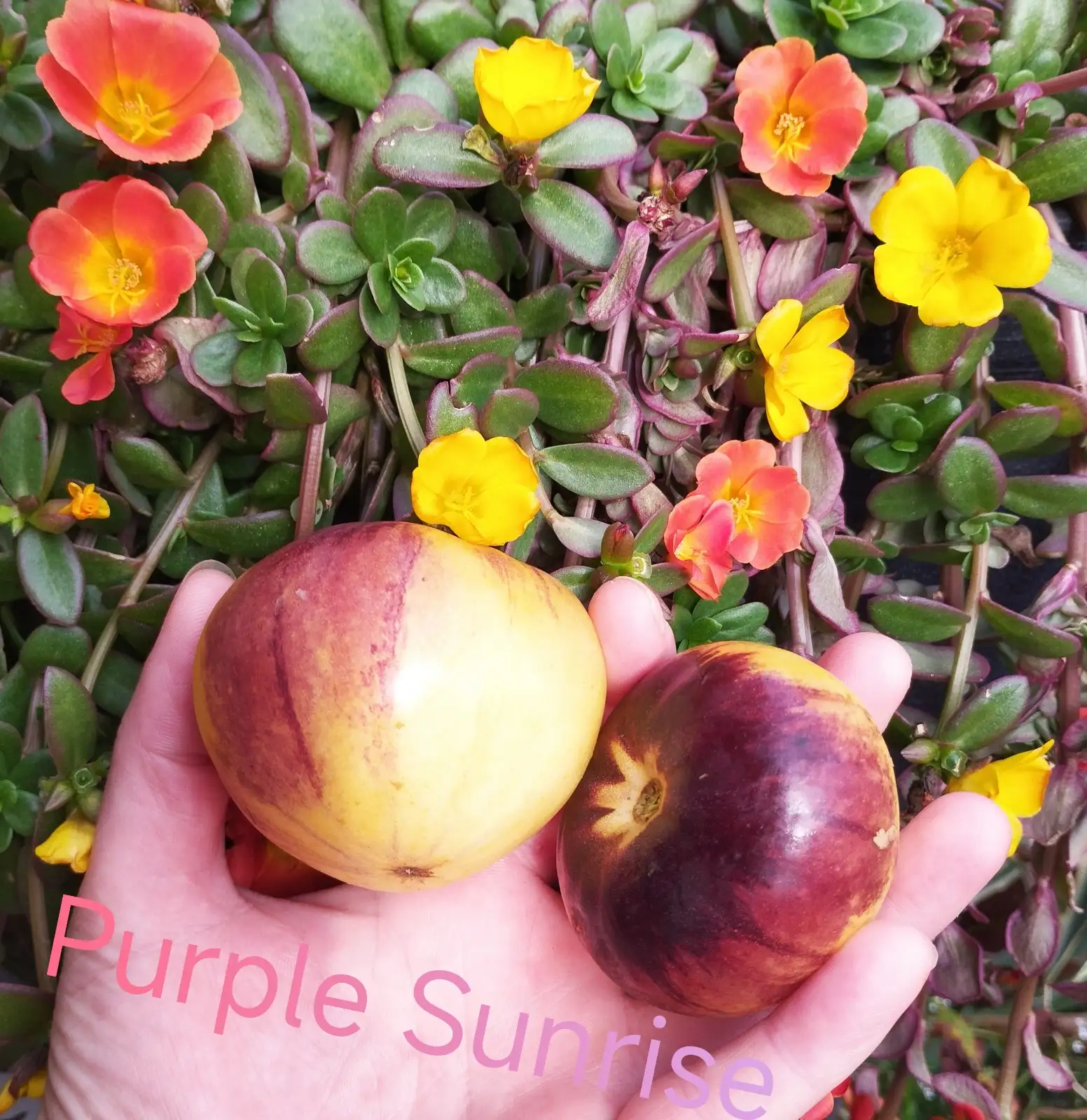 Tomaten: Purple Sunrise