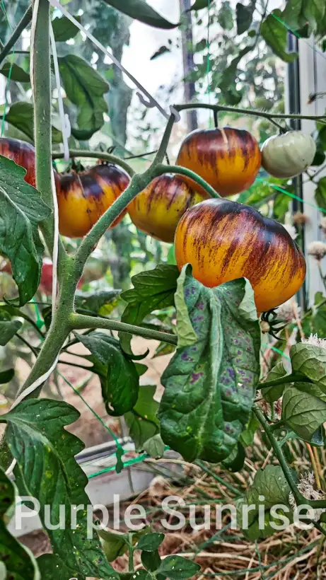Tomaten: Purple Sunrise