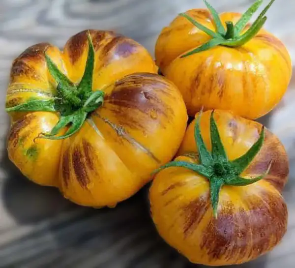 Tomaten: Purple Sunrise
