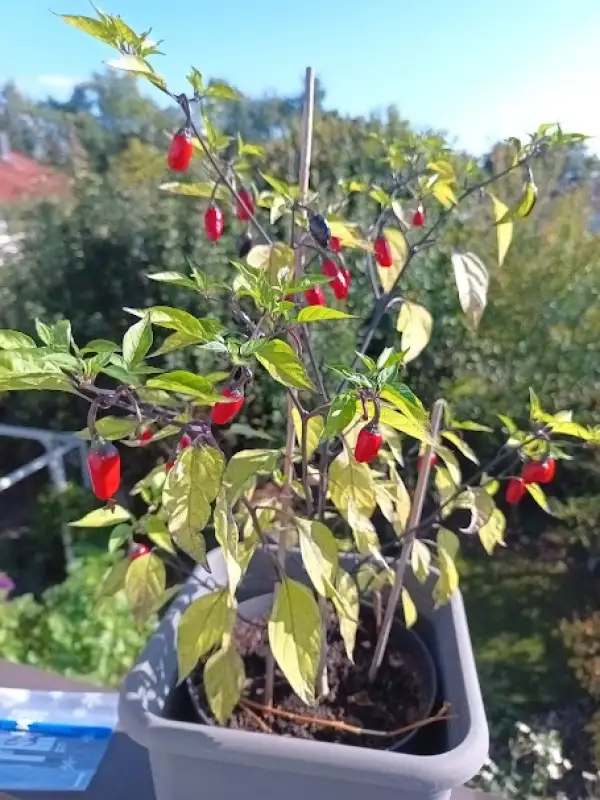 Chili / Paprika: Purple Tiger