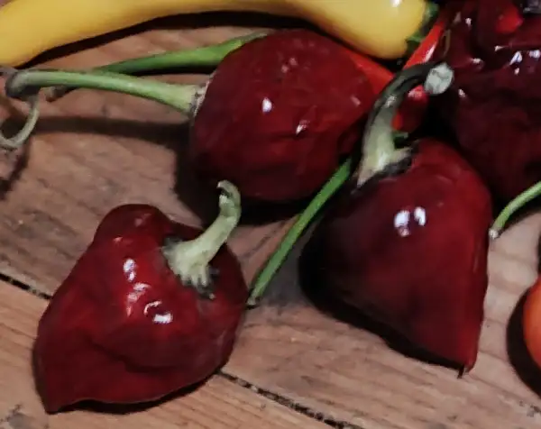 Chili / Paprika: Purple Ufo