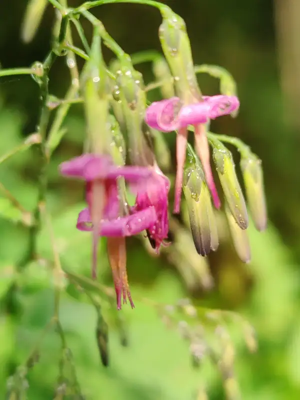 Blumen: Purpur-Hasenlattich
