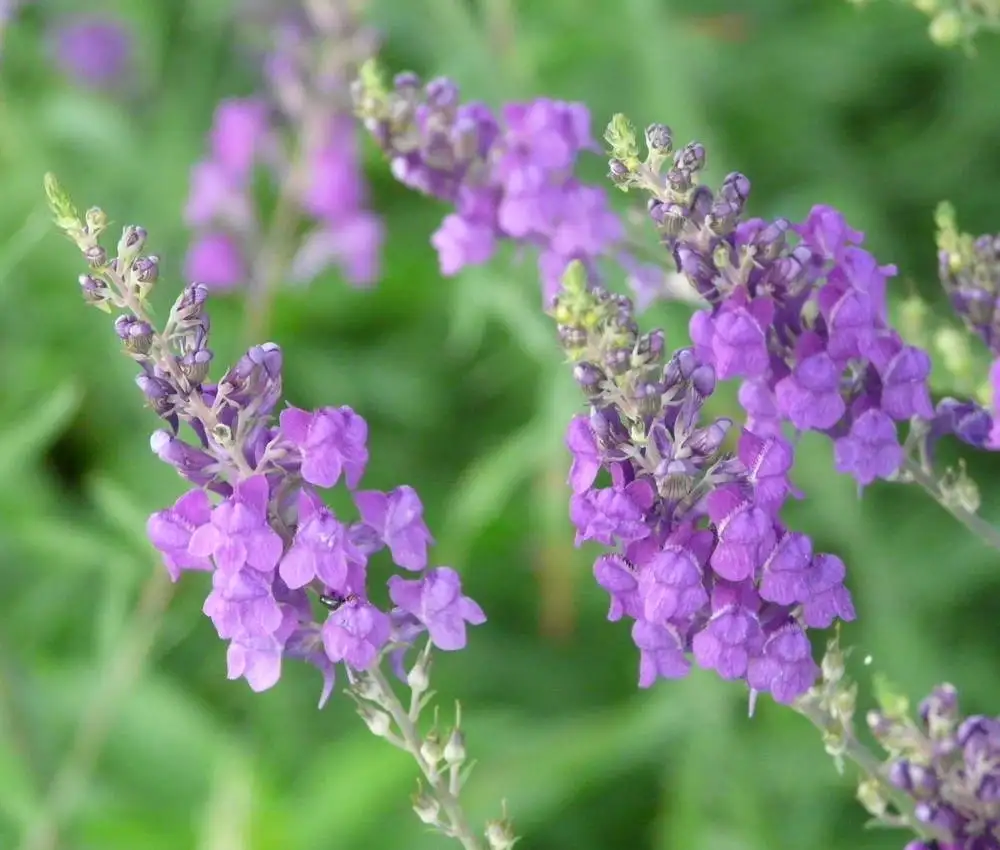 Blumen: Purpurleinkraut