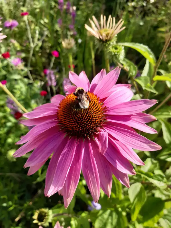 Stauden / Gehölz: Purpursonnenhut, echinacea purpurea