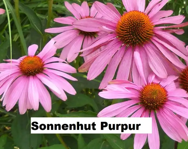 Blumen: Purpursonnenhut / Echinacea purpurea (15 Stück)