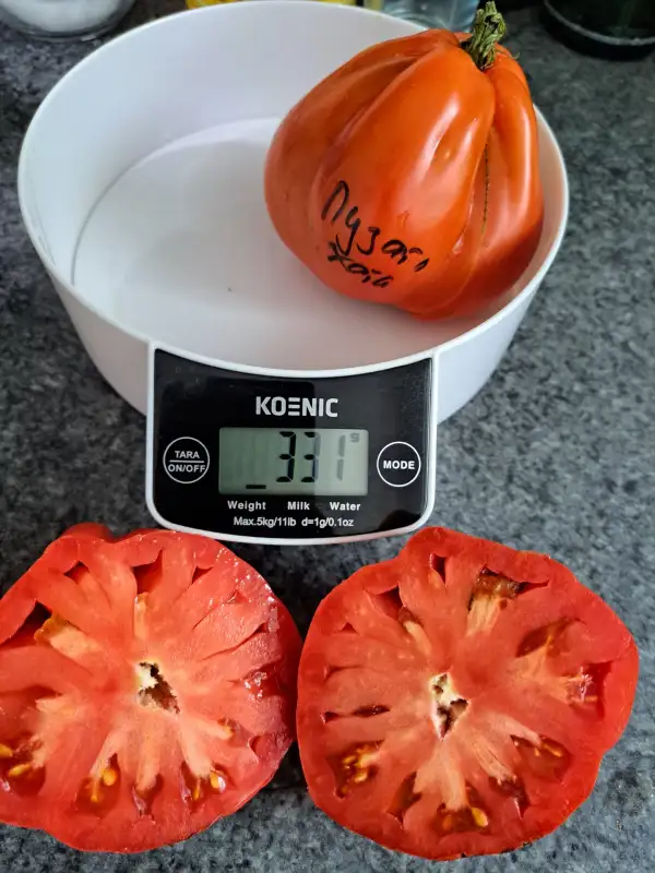 Tomaten: Pusata hata