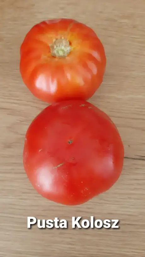 Tomaten: Pusta Kolosz