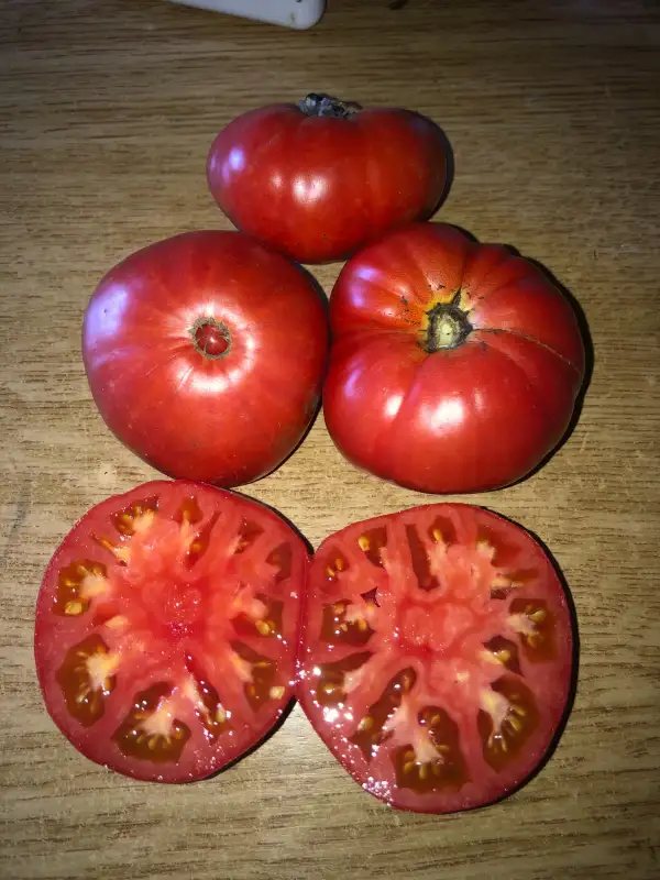 Tomaten: Pusta Kolox