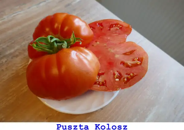 Tomaten: Puszta Kolosz