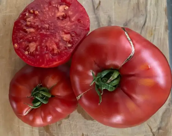 Tomaten: Puszta Kolosz