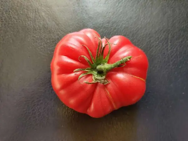 Tomaten: Puszta Kolosz