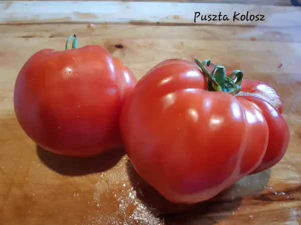 Tomaten: Puszta Kolosz