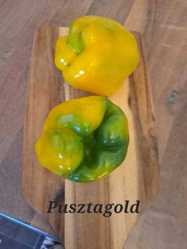 Chili / Paprika: Pusztagold