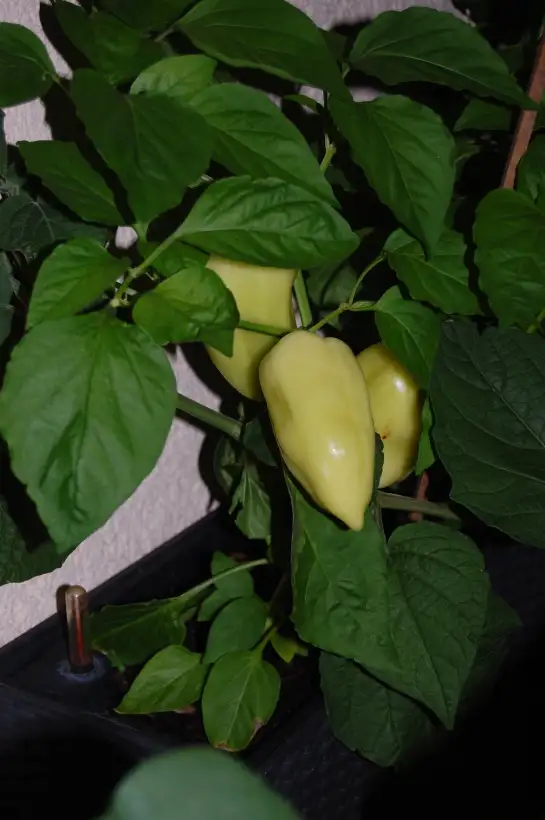Chili / Paprika: Pusztagold