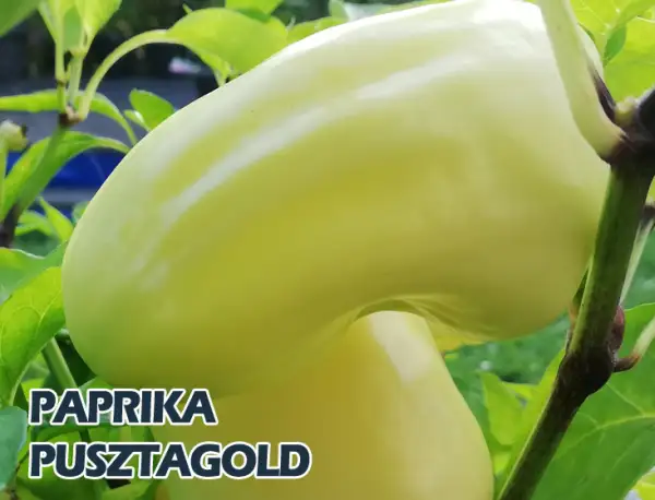 Paprika: Pusztagold