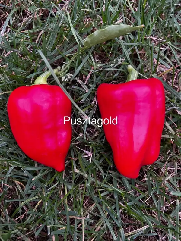 Chili / Paprika: Pusztagold