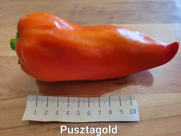 Chili / Paprika: Pusztagold	Spitzpaprika	100cm	dunkelgelb