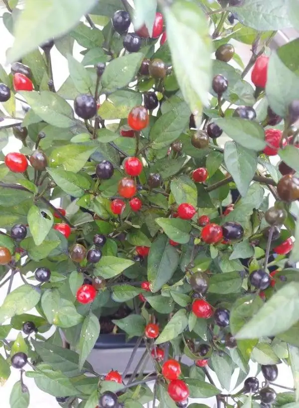 Chili / Paprika: Puta Madre