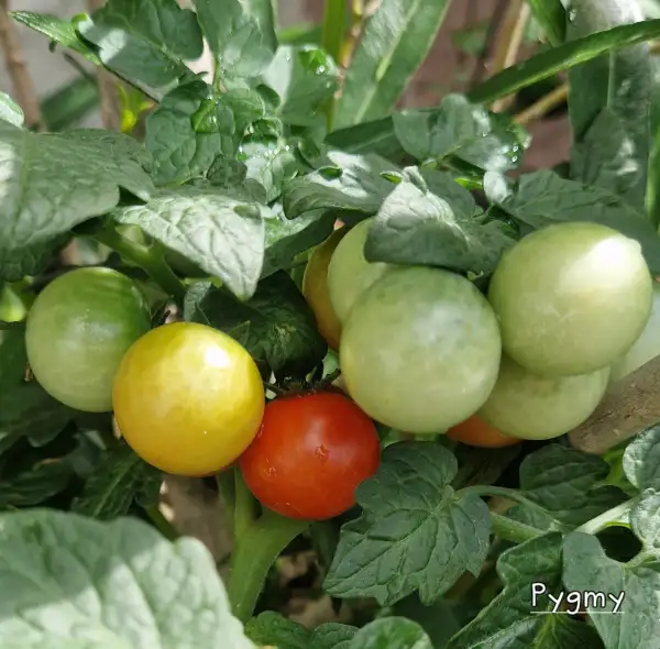 Tomaten: Pygmy (Dwarf)