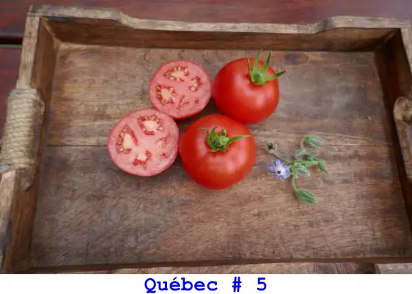 Tomaten: Québec # 5