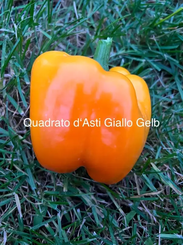 Chili / Paprika: Quadrato d‘Asti Giallo