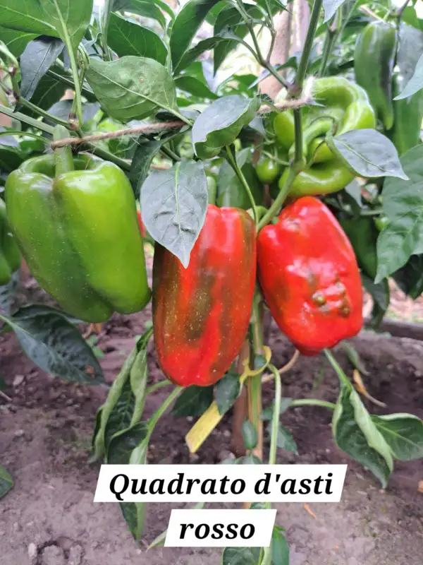 Chili / Paprika: Quadrato d