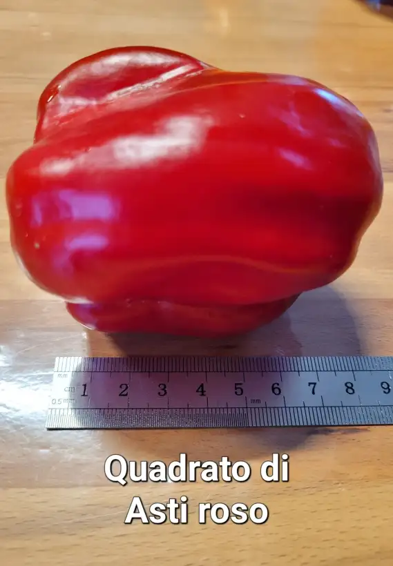 Chili / Paprika: Quadrato di Asti rosso