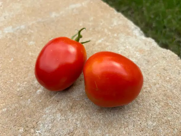 Tomaten: Quadro