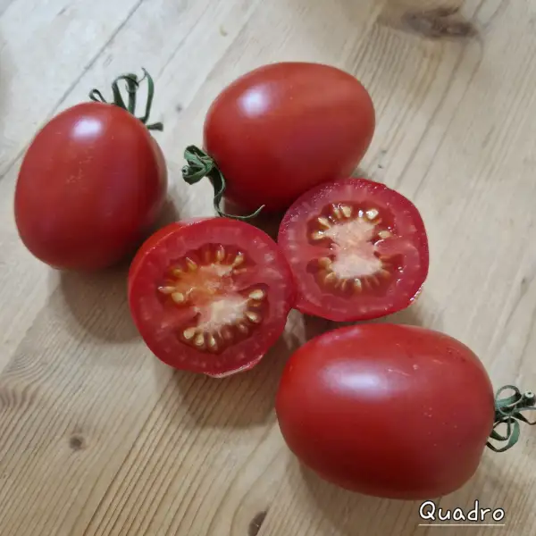 Tomaten: Quadro