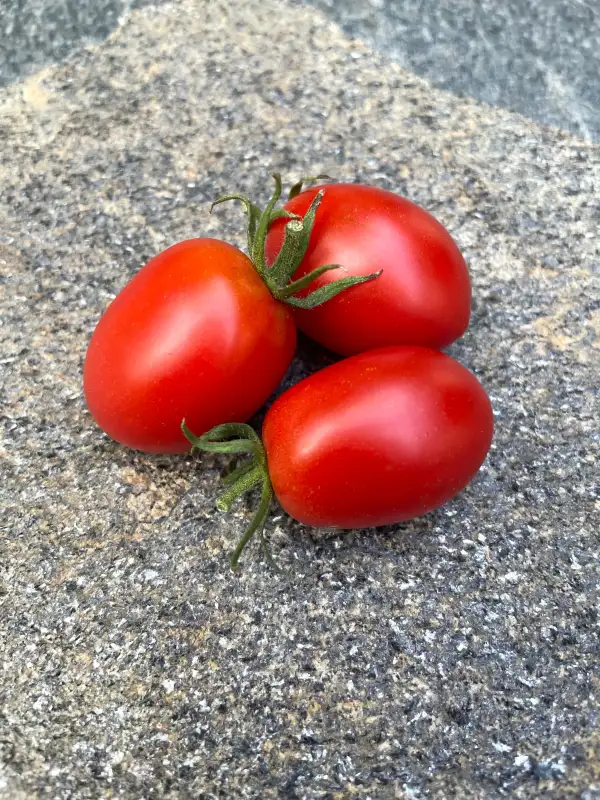 Tomaten: Quadro