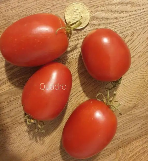 Tomaten: Quadro