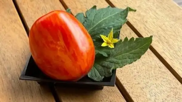 Tomaten: Quagga Quagga