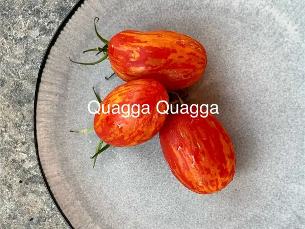 Tomaten: Quagga Quagga