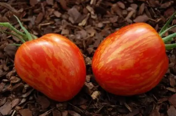 Tomaten: Quagga Quagga