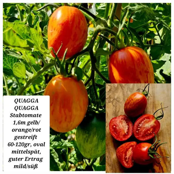 Tomaten: Quagga Quagga