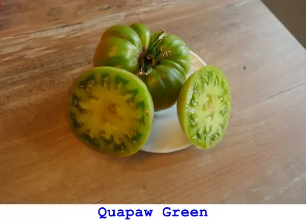 Tomaten: Quapaw Green