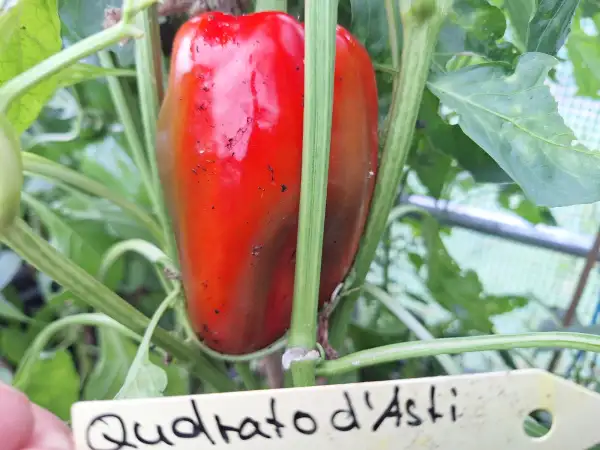 Chili / Paprika: Qudrato d Asti rosso - Paprika