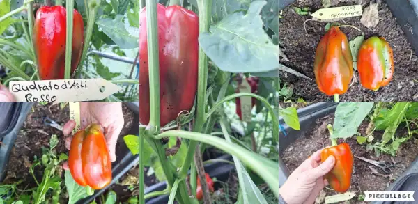 Chili / Paprika: Qudrato d Asti rosso - Paprika