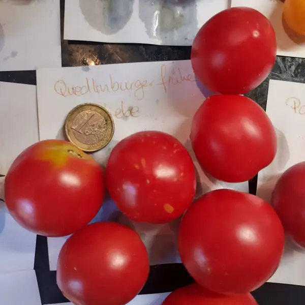 Tomaten: Quedlinburger Frühe Liebe