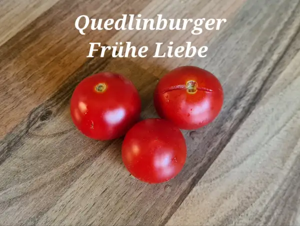 Tomaten: Quedlinburger Frühe Liebe