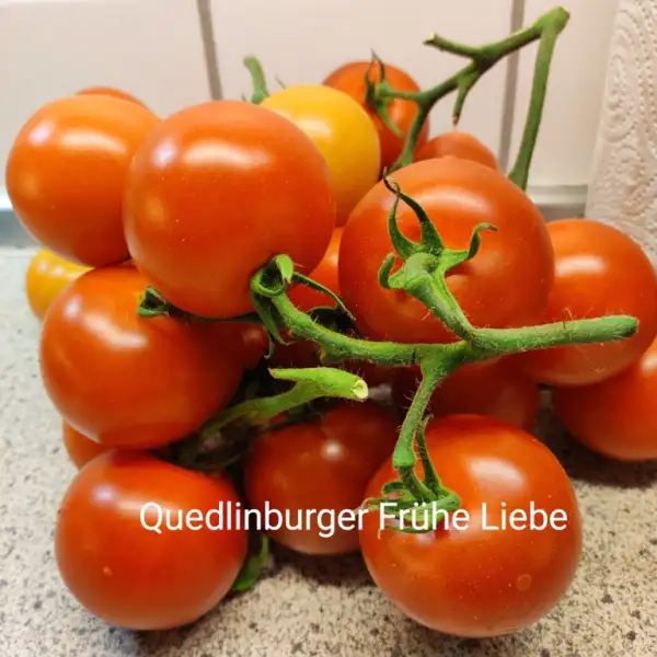 Tomaten: Quedlinburger Frühe Liebe