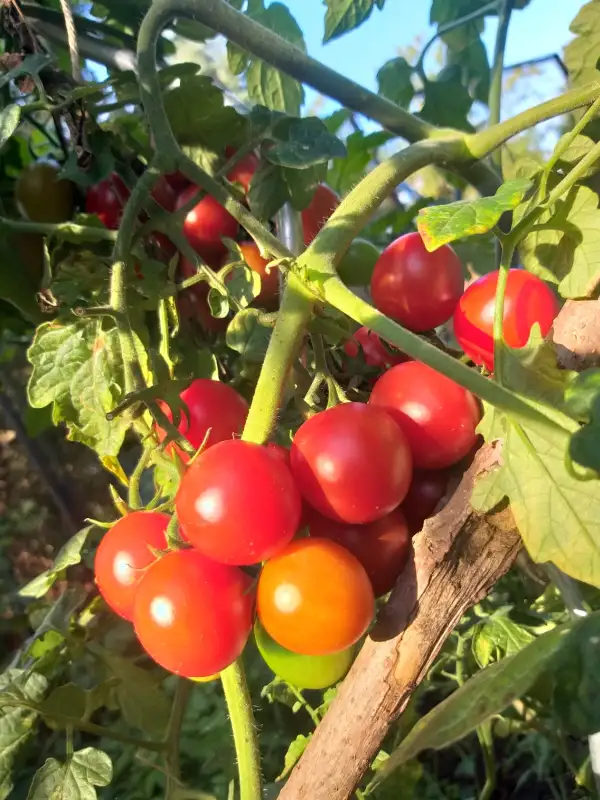 Tomaten: Quedlinburger Frühe Liebe