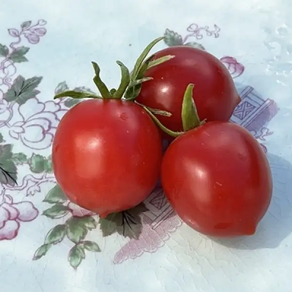 Tomaten: Quedlinburger Frühe Liebe