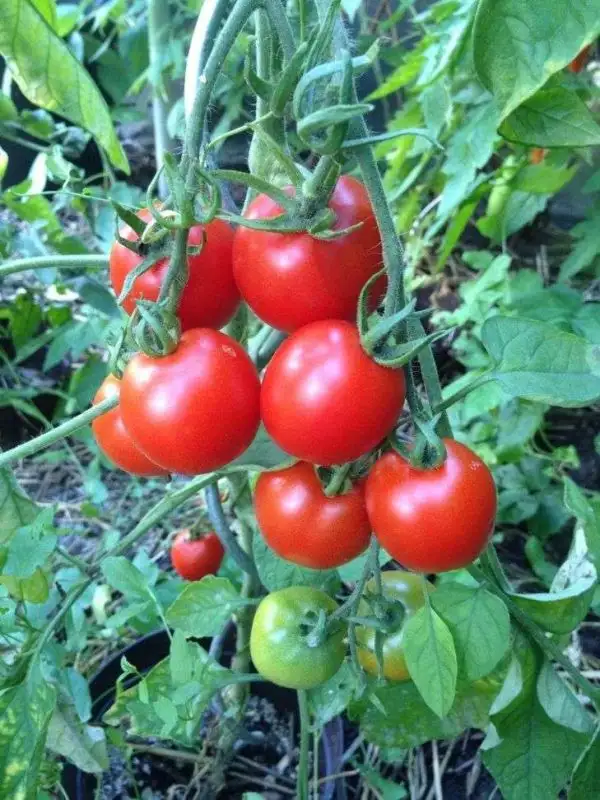 Tomaten: Quedlinburger Frühe Liebe