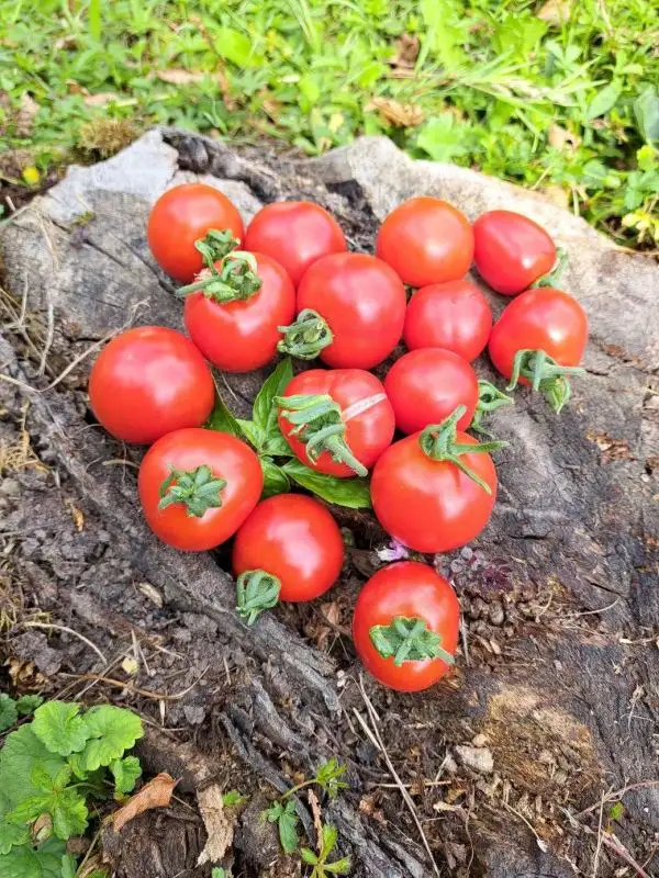 Tomaten: Quedlinburger Frühe Liebe