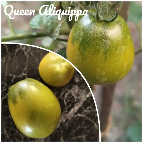 Tomaten: Queen Aliquippa