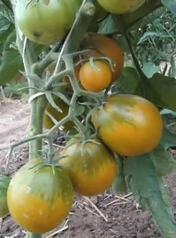 Tomaten: Queen Aliquippa